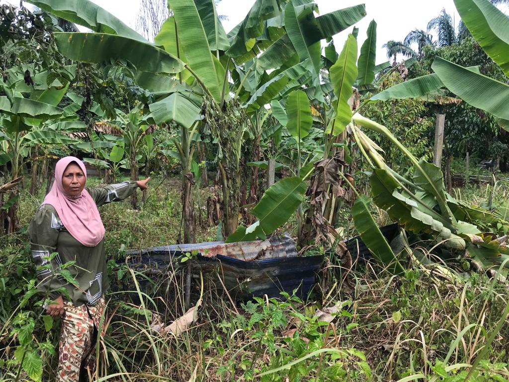 Gajah keluar hutan, curi tumpuan pengguna jalan raya 2 Gajah keluar hutan curi tumpuan pengguna jalan raya