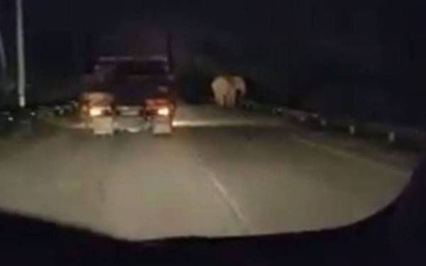 Gajah keluar hutan, curi tumpuan pengguna jalan raya 1 Gajah keluar hutan curi tumpuan pengguna jalan raya