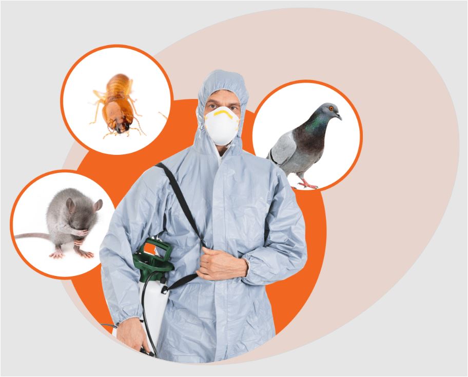Top 10 Best Pest Control Services in Johor Bahru 2026 3 Innopest-