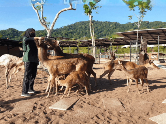 The 10 Best Places To Visit In Langkawi 2025 6 Langkawi Wildlife Park