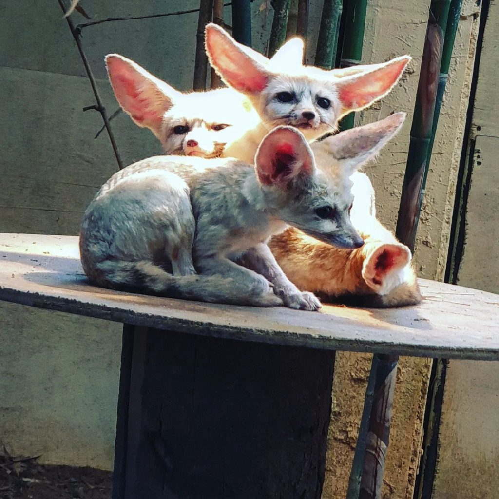 The 10 Best Places To Visit In Langkawi 2025 7 Langkawi Wildlife Park