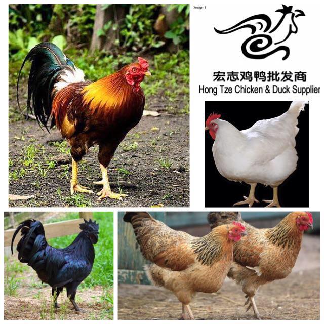 Top 10 Best Chicken Suppliers In Malaysia 2025 8 Hong-Tze
