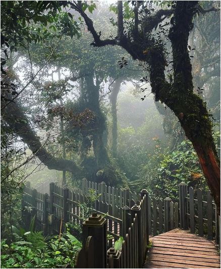 10 Perkara Menarik Boleh Dilakukan Di Cameron Highlands 2025 6 Mossy-Forest
