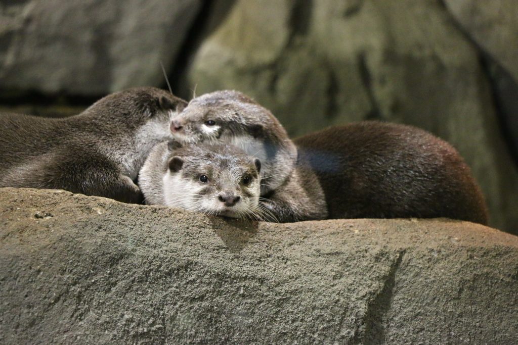 Aquaria KLCC Direct Entry Ticket Deal 4 Aquaria-KLCC-