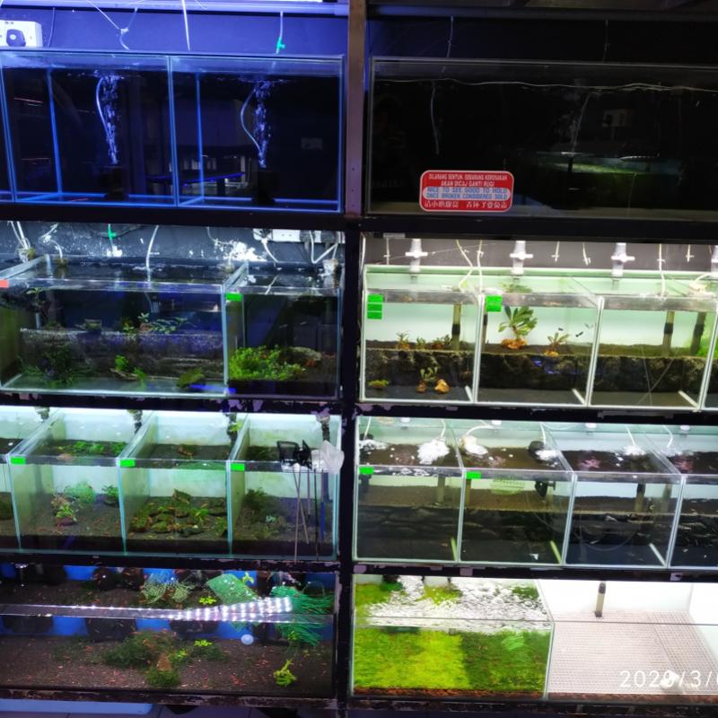 Top 10 Best Aquarium Shops in KL & Selangor 2025 21 Alive-Fish-Pets-