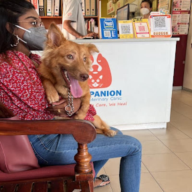 Top 10 Best Pet Clinics in KL & Selangor 2025 13 Companion-Animal-Veterinary-Clinic-