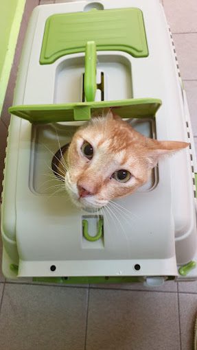 Top 10 Best Pet Clinics in KL & Selangor 2025 19 Damansara-Heights-Veterinary-Clinic--