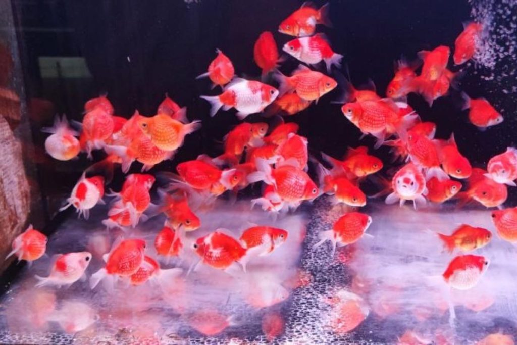 Top 10 Best Aquarium Shops in KL & Selangor 2025 3 Fish-Depot-