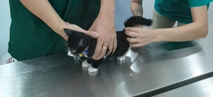 Top 10 Best Pet Clinics in KL & Selangor 2025 15 Living-Hope-Animal-Clinic-Surgery-