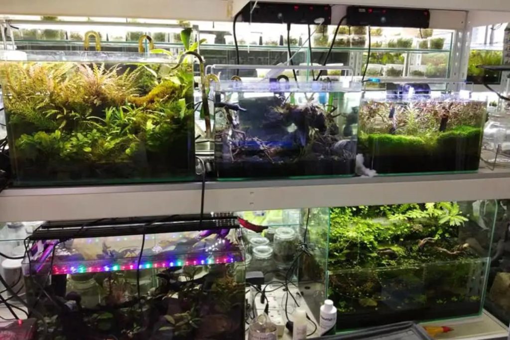 Top 10 Best Aquarium Shops in KL & Selangor 2025 12 Natural-Aquatic-World-