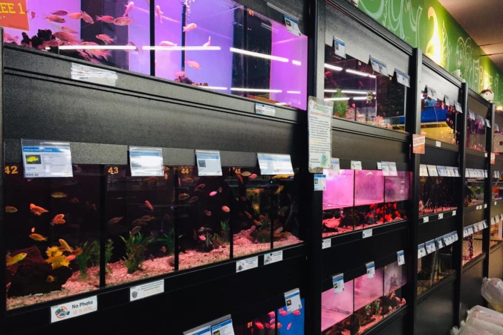 Top 10 Best Aquarium Shops in KL & Selangor 2025 8 Nilufar-Pet-Aquatic-