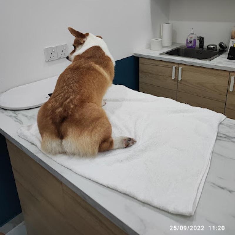 Top 10 Best Pet Clinics in KL & Selangor 2025 21 Setapak-Veterinary-Clini-