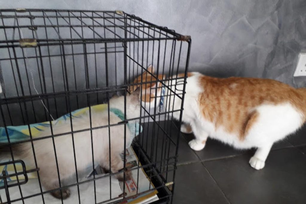 Top 10 Best Pet Clinics in KL & Selangor 2025 11 Sri-Petaling-Veterinary-Clinic-and-Surgery-