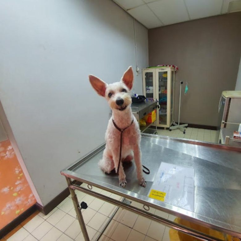 Top 10 Best Pet Clinics in KL & Selangor Top rated