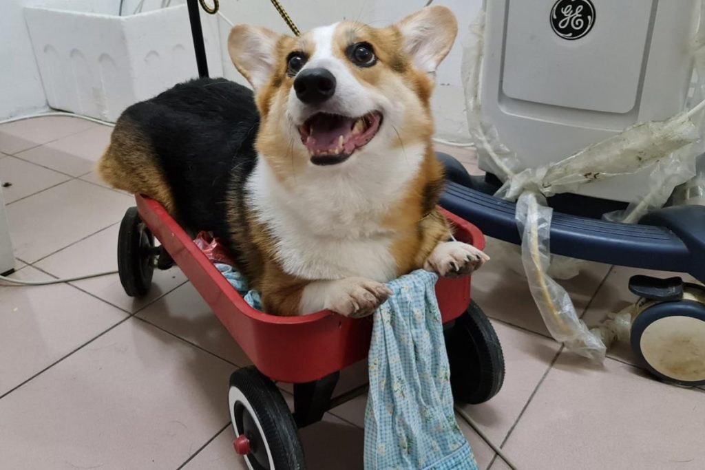 Top 10 Best Veterinary Clinics in Kuching 2025 5 Animal-Central-Veterinary-Clinic-