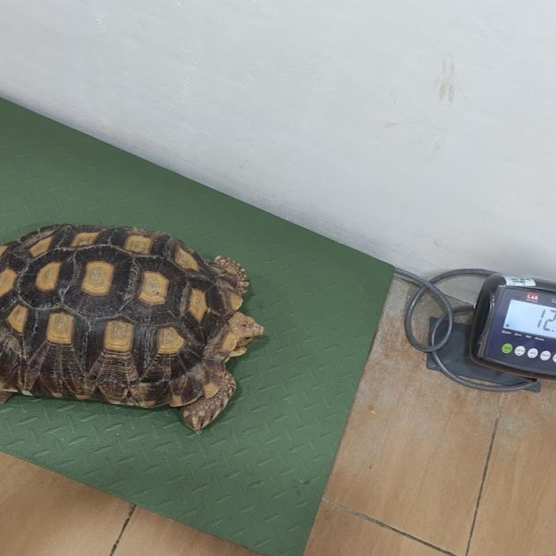 Top 10 Best Veterinary Clinics in Kuching 2025 13 Anypets-Veterinary-Clinic-