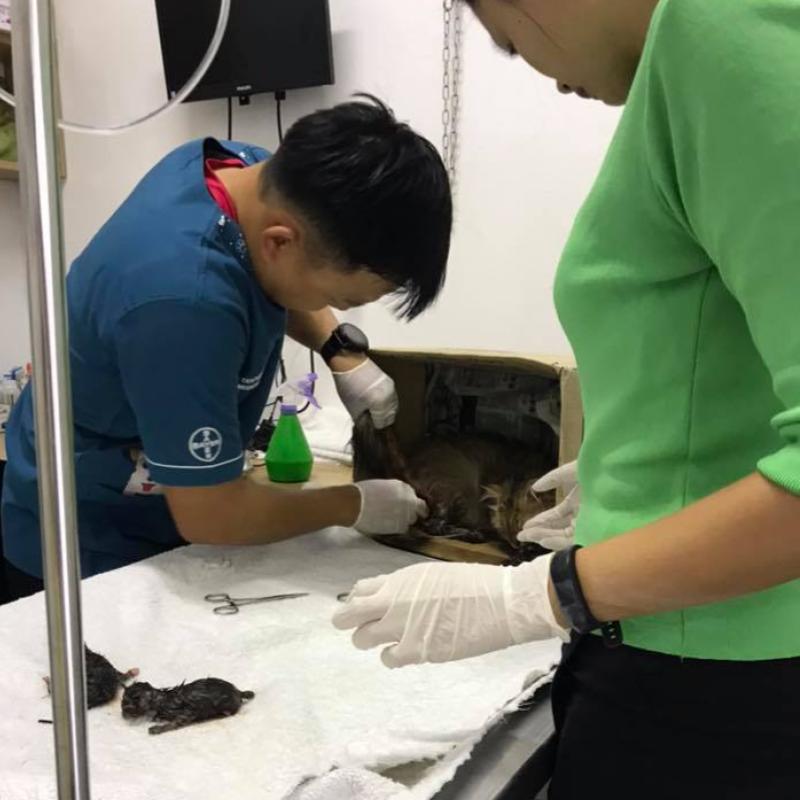 Top 10 Best Pet Clinics in Sabah 2025 7 Century-Animal-Tawau-Sdn.-Bhd.-