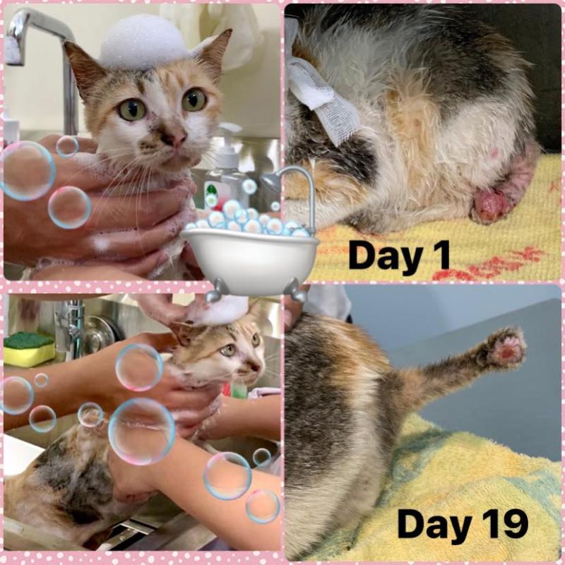 Top 10 Best Veterinary Clinics in Kuching 2025 21 Chai-Veterinary-Clinic-and-Surgery-