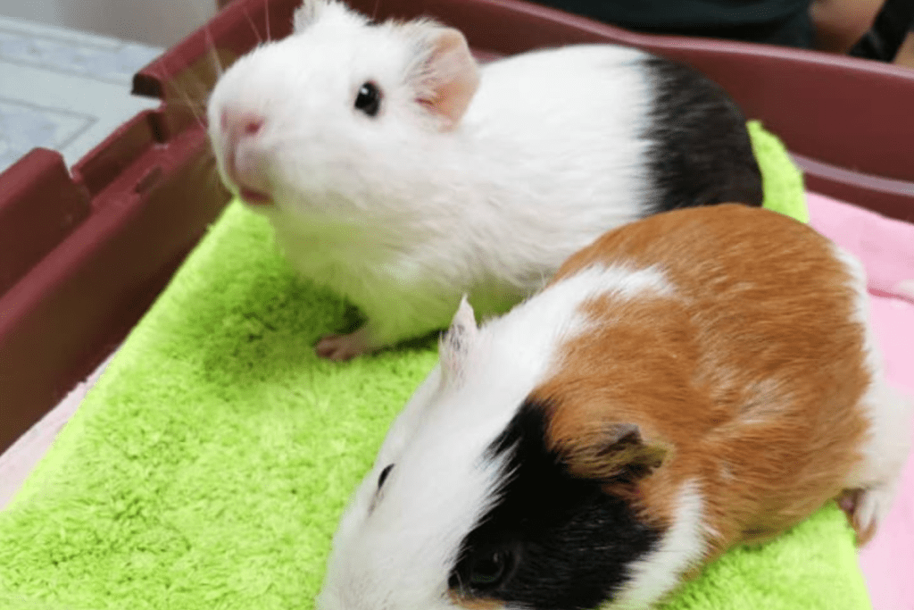 Top 10 Best Veterinary Clinics in Kuching 2025 11 Country-Veterinary-Centre