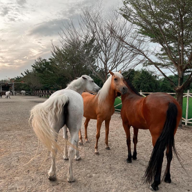 10 Aktiviti Menarik Untuk Dilakukan di Balik Pulau 2025 9 Feed-Horses-At-the-Countryside-Stables-Penang-