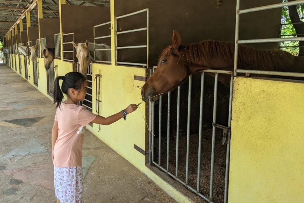 10 Aktiviti Menarik Untuk Dilakukan di Balik Pulau 2025 10 Feed-Horses-At-the-Countryside-Stables-Penang-