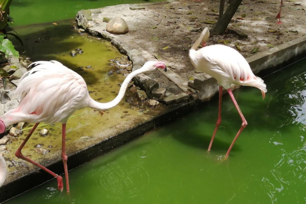 Top 10 Best Things To Do Near Kepala Batas 2025 10 Feed-the-Birds-At-the-Penang-Bird-Park--