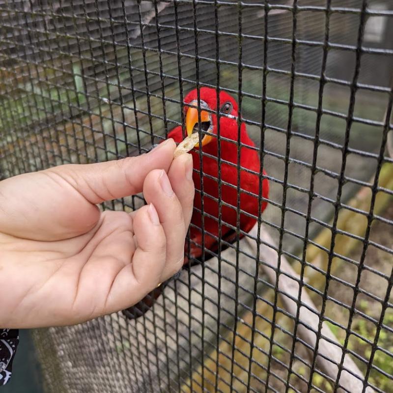 Top 10 Best Things To Do Near Kepala Batas 2025 9 Feed-the-Birds-At-the-Penang-Bird-Park-