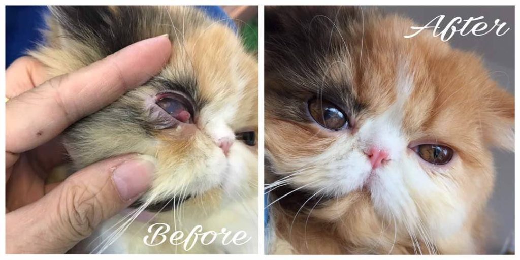 Top 10 Best Pet Clinics in Sabah 2025 3 Kinabalu-Animal-Clinic-