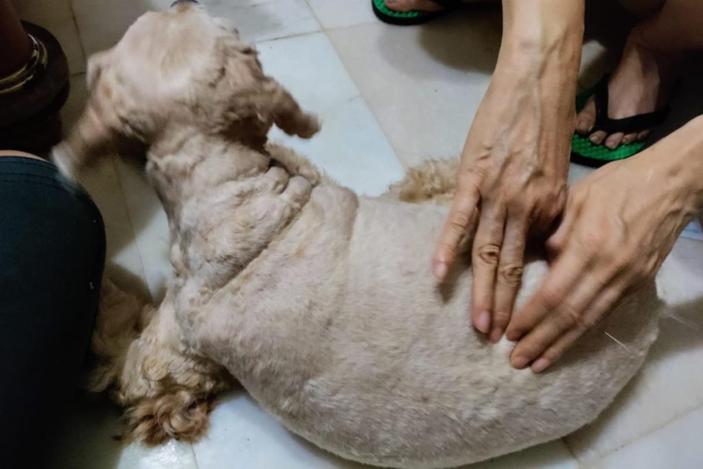 Top 10 Best Veterinary Clinics in Kuching 2025 9 Lee-Veterinary-Hospital