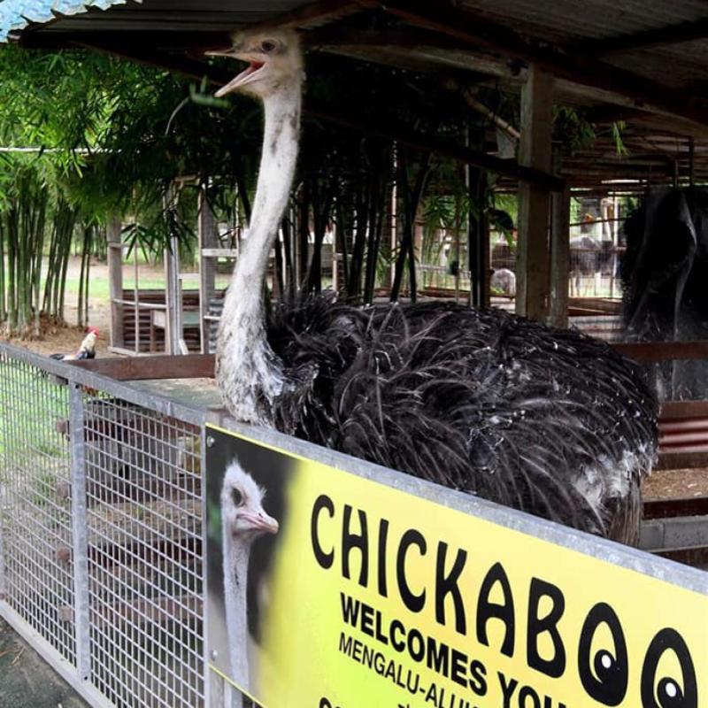 Top 10 Best Things To Do Near Semenyih 2025 15 Meet-Ostriches-At-the-Ostrich-Wonderland-Semenyih-