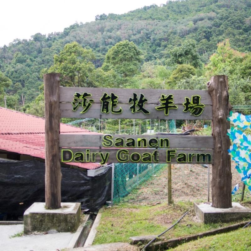 10 Aktiviti Menarik Untuk Dilakukan di Balik Pulau 2025 5 Meet-the-Animals-At-the-Saanen-Dairy-Goat-Farm-