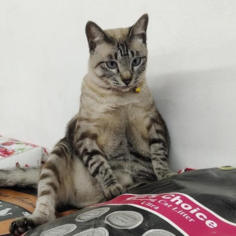 Top 10 Best Pet Shops in Sarawak 2025 3 Nimanja-