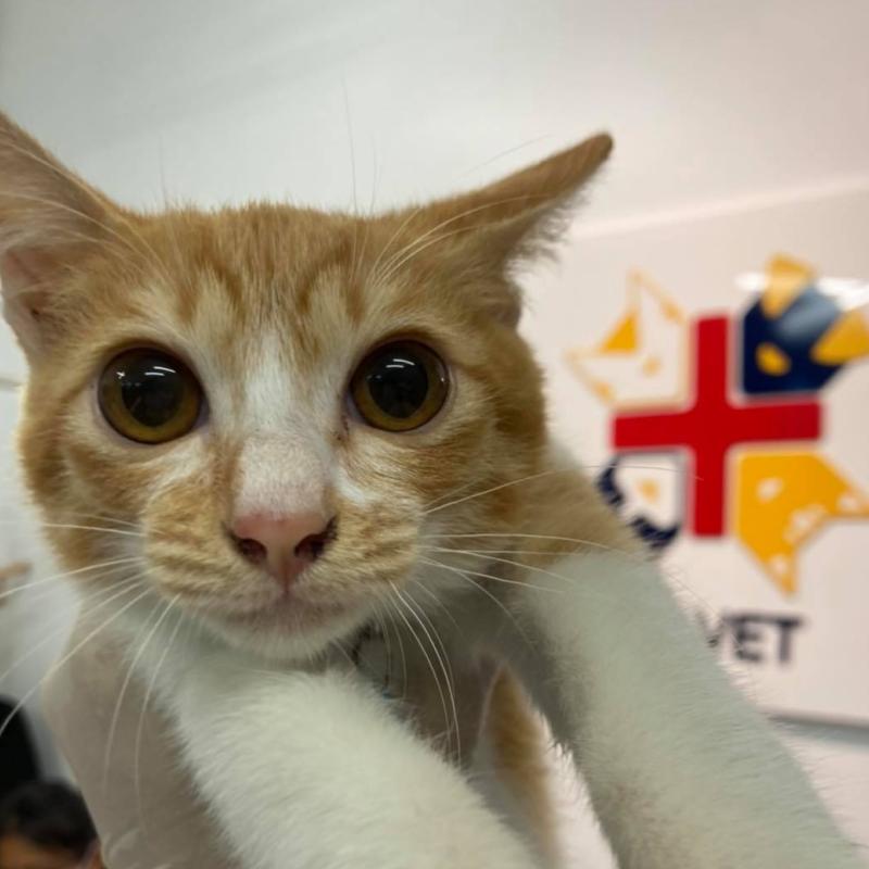 Top 10 Best Veterinary Clinics in Kuching 2025 19 PM-Veterinary-Clinic-