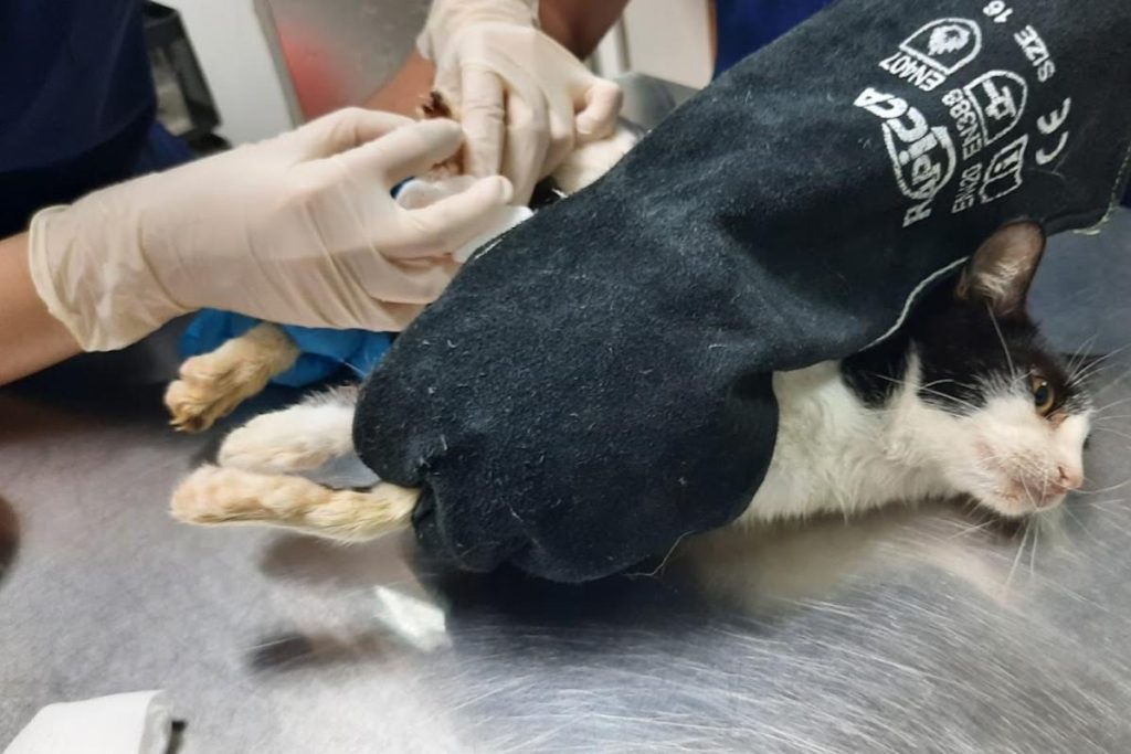 Top 10 Best Pet Clinics in Sabah 2025 19 Pawlala-Veterinary-Clinic-