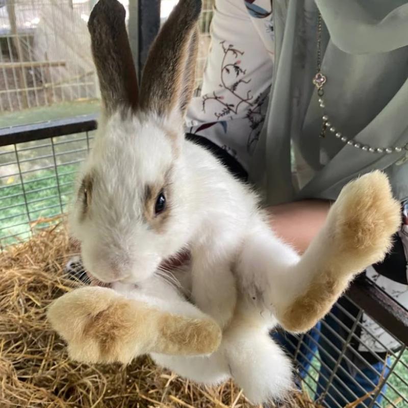 Top 10 Best Things To Do Near Seri Kembangan 2025 16 Play-with-Rabbits-At-GG-Animal-Garden-