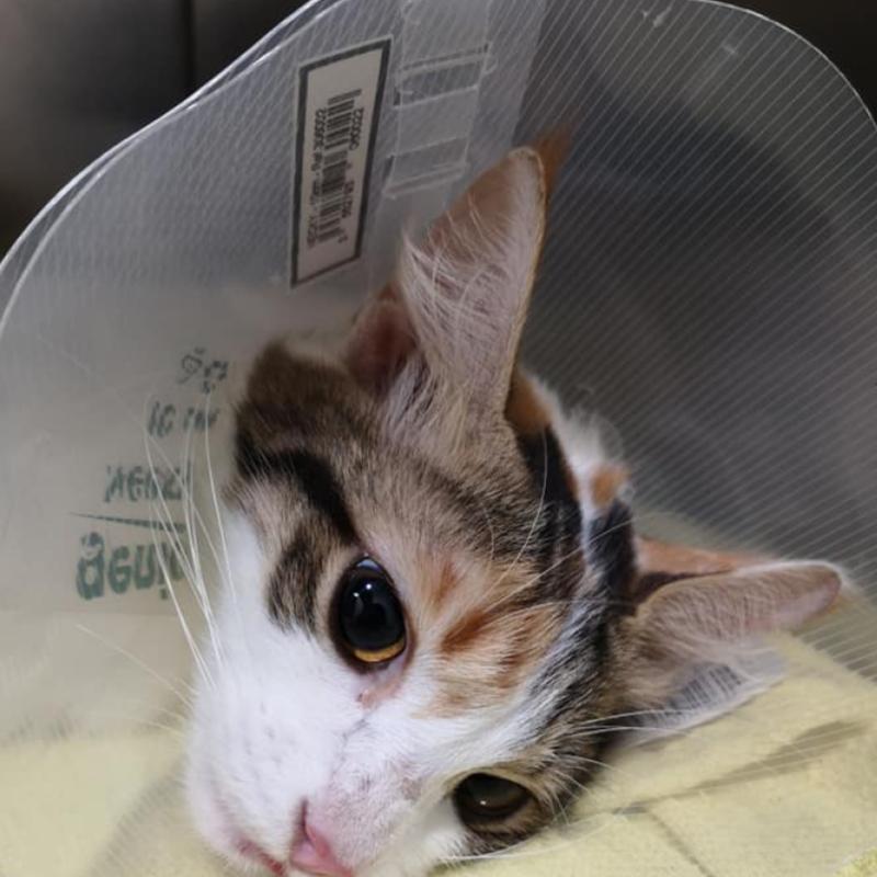 Top 10 Best Pet Clinics in Sabah 2025 21 SAMC-Animal-Clinic-