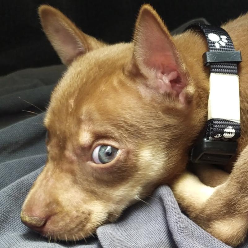 Top 10 Best Pet Clinics in Sabah 2025 9 Sunny-Garden-Veterinary-Clinic-