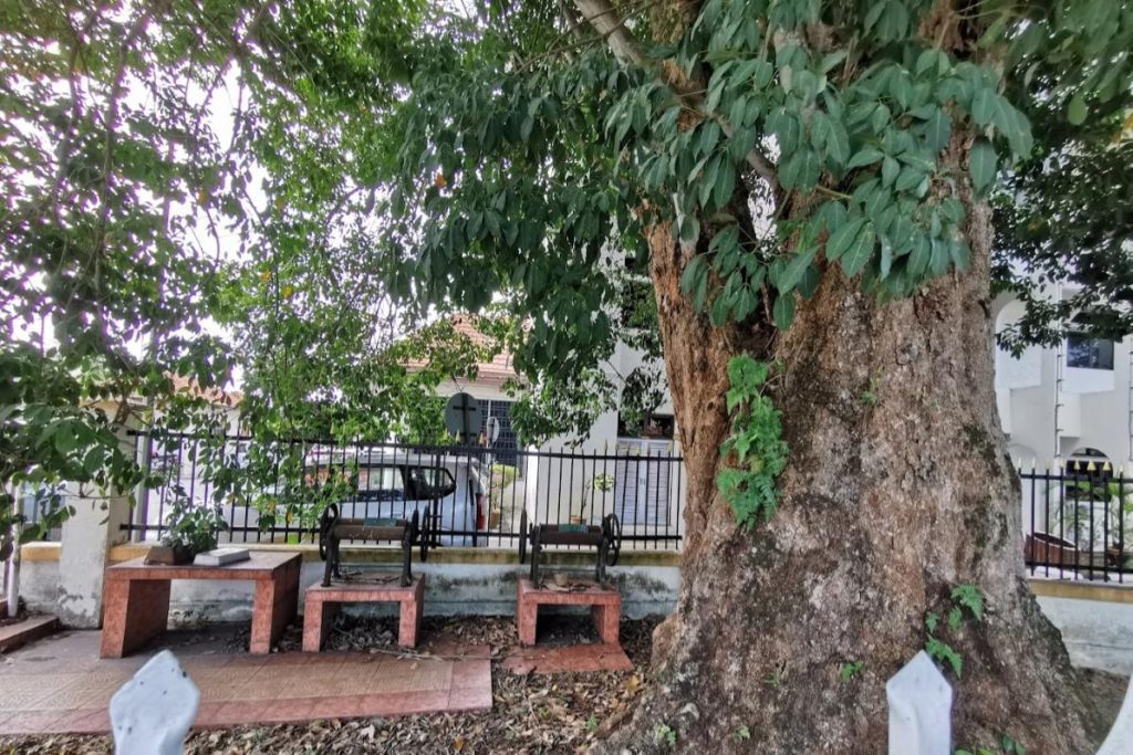 10 Aktiviti Menarik Untuk Dilakukan di Kuala Kangsar 2025 10 Take-a-Look-At-the-Malaya-First-Rubber-Tree-