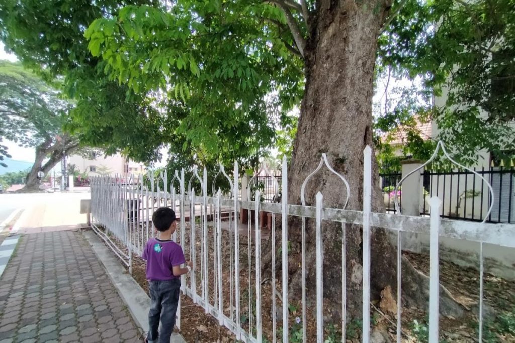 10 Aktiviti Menarik Untuk Dilakukan di Kuala Kangsar 2025 11 Take-a-Look-At-the-Malaya-First-Rubber-Tree-