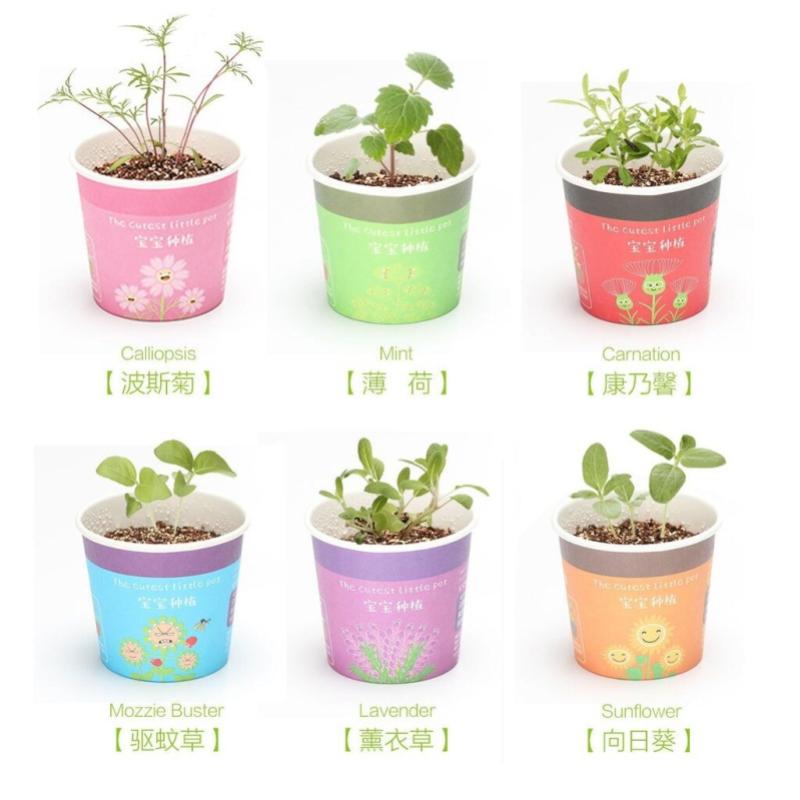 Top 10 Best Plants For Bathrooms in Malaysia 2025 5 The-Cutest-Little-Pot-Mini-Plant-