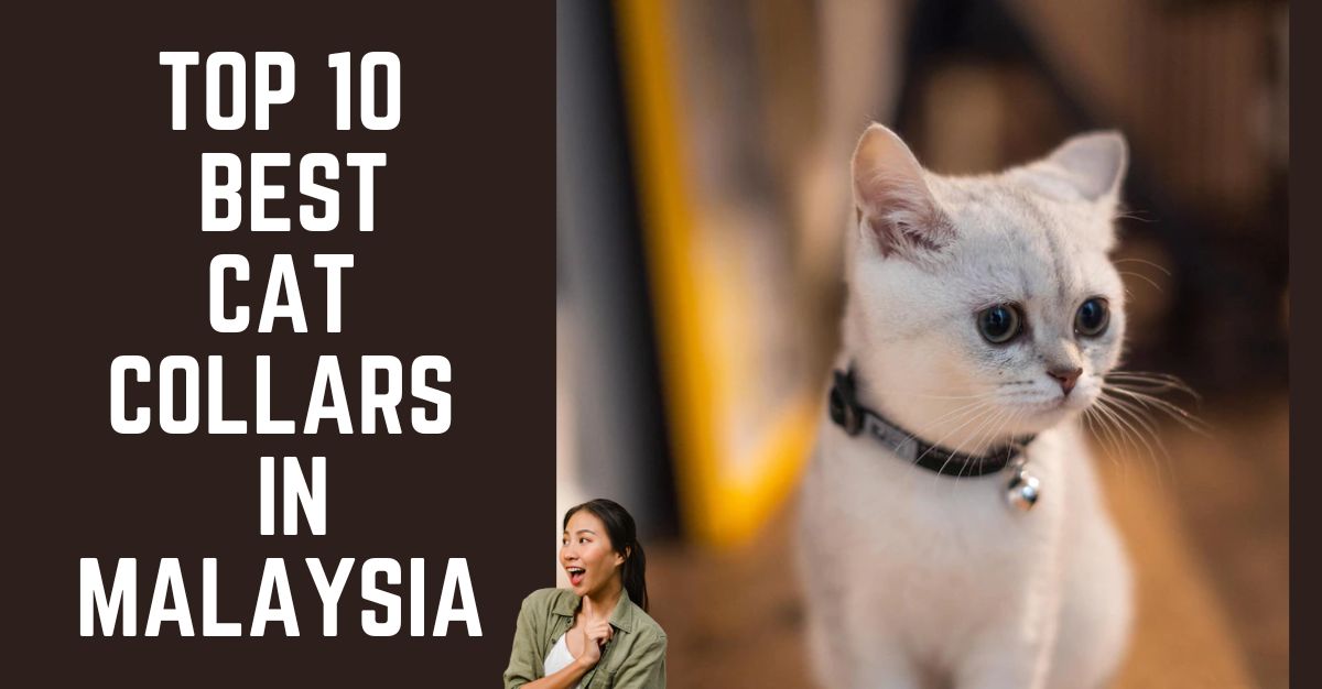 Top--Best-Cat-Collars-in-Malaysia-