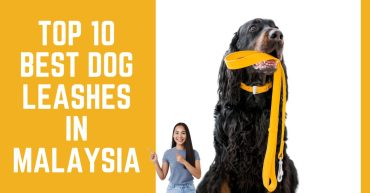 Top--Best-Dog-Leashes-in-Malaysia