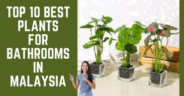Top--Best-Plants-For-Bathrooms-in-Malaysia