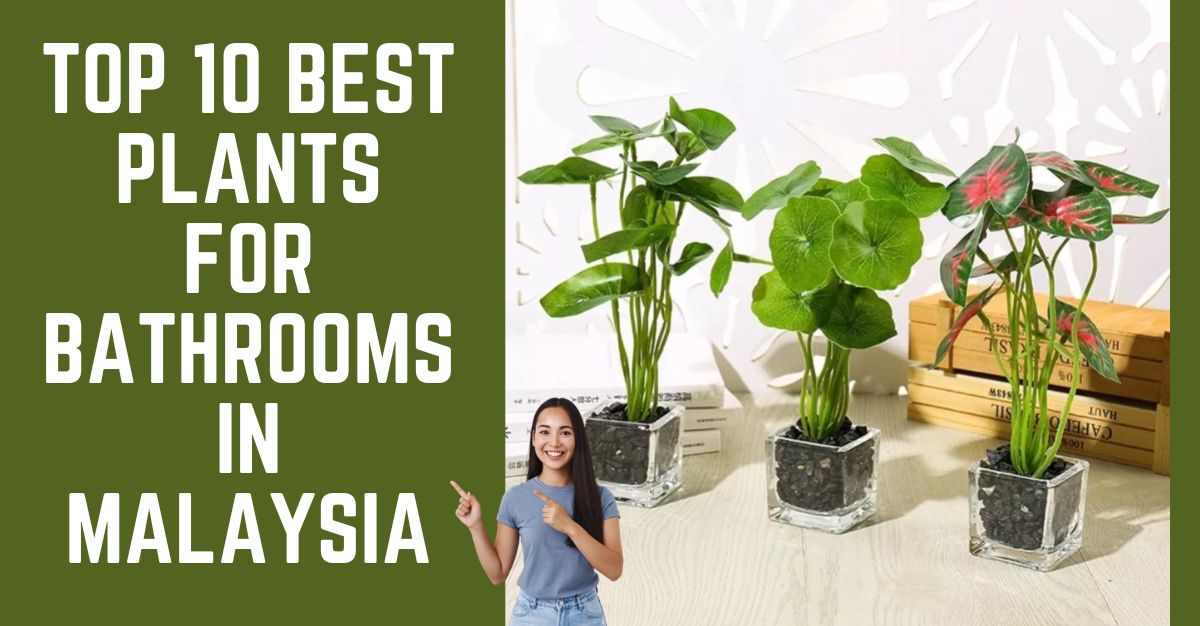 Top--Best-Plants-For-Bathrooms-in-Malaysia