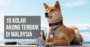 -Kolar-Anjing-Terbaik-di-Malaysia