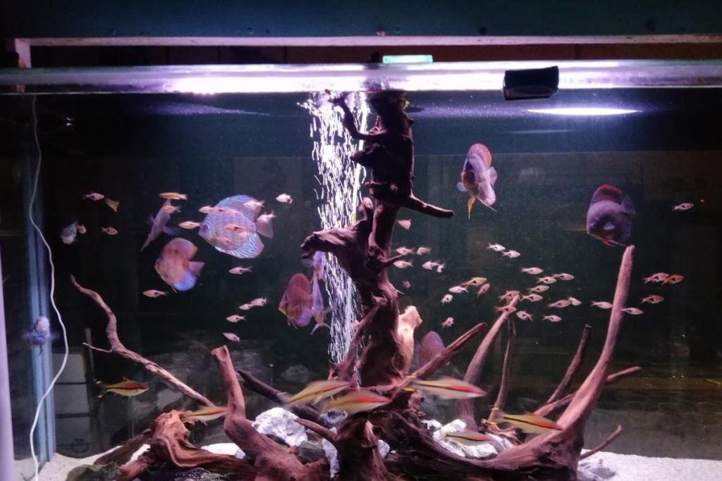 <strong>10 Kedai Akuarium Terbaik di Sarawak 2025</strong> 5 -Aquarium-Center-