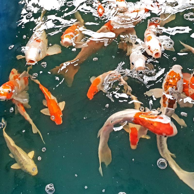 Top 10 Best Aquarium Shop in PJ 2025 9 Akuarium-Kok-