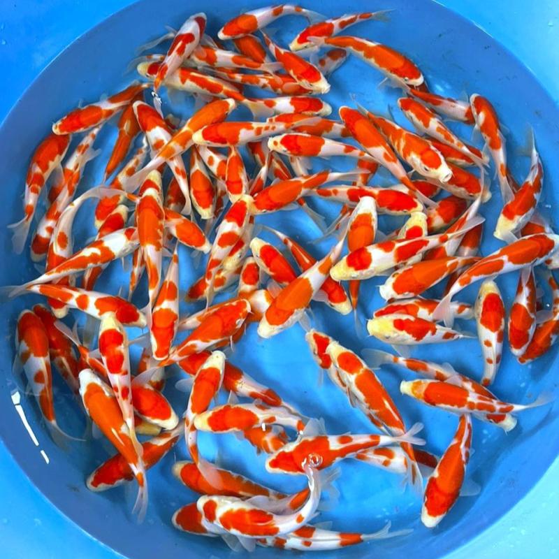 Top 10 Best Aquarium Shop in KL 2025 13 Atarashi-Koi--