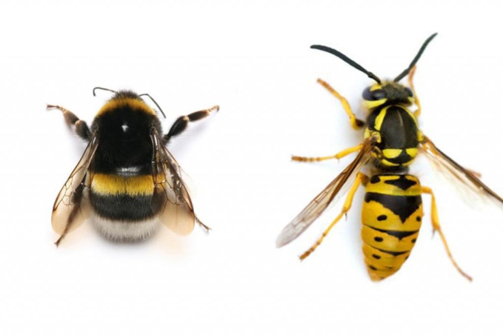 6 Insects That Are Actually Good For Your Garden (No.5 Might Be Hard To Accept) 4 BEES-aka-BUMBLY-BOI-WASPS-aka-SPAWN-OF-THE-DEVIL-x-