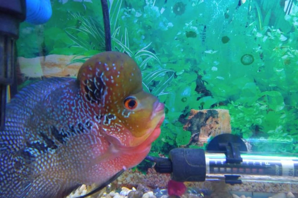 Top 10 Best Aquarium Shop in Ipoh 2025 13 Banja-Red-Enterprise-